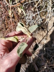 Horsfordia newberryi
