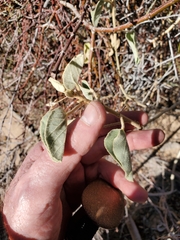 Horsfordia newberryi