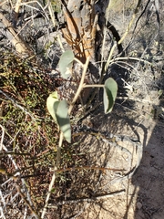 Horsfordia newberryi