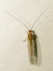 Dictyochrysa fulva