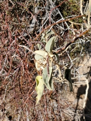 Horsfordia newberryi