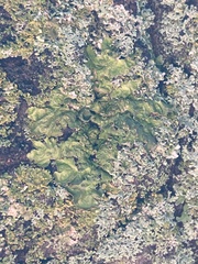 Flavopunctelia flaventior