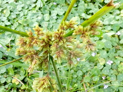 Cyperus surinamensis