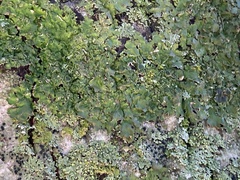 Flavopunctelia flaventior