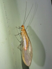 Stenolysmus extraneus