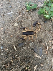 Centruroides bicolor