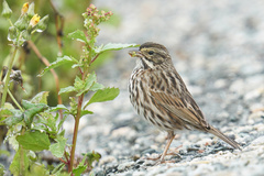 Passerculus sandwichensis beldingi