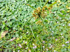 Cyperus surinamensis