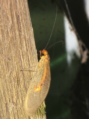 Stenolysmus extraneus