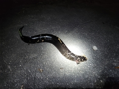 Siren lacertina