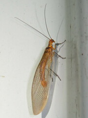 Stenolysmus extraneus