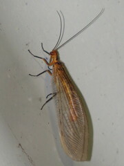 Stenolysmus extraneus