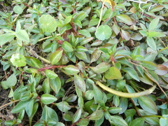 Ludwigia repens