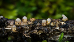 Sphaerobolus stellatus