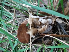 Craterellus sinuosus
