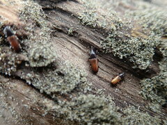 Mesites pallidipennis