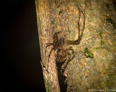 Australomimetus maculosus