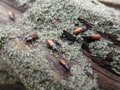 Mesites pallidipennis