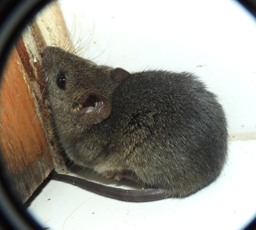 large-headed rice rat (Hylaeamys megacephalus) — Least Concern Mammalia