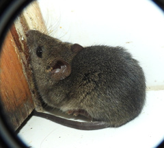 Hylaeamys megacephalus