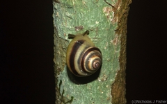 Posorites conscendens