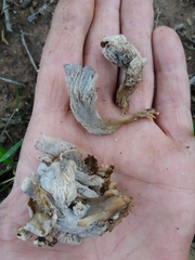 Craterellus sinuosus