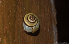 Posorites conscendens