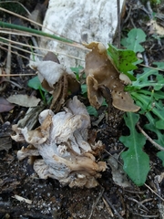 Craterellus sinuosus