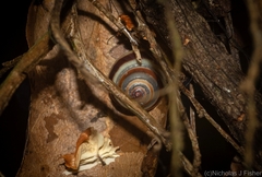 Posorites conscendens