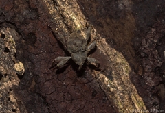Onidistus araneus