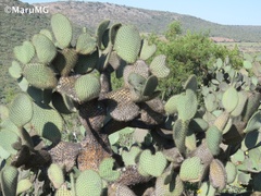 Opuntia leucotricha