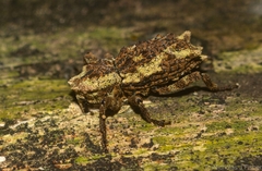 Poropterus angustatus