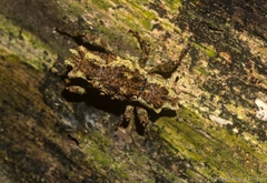 Poropterus angustatus