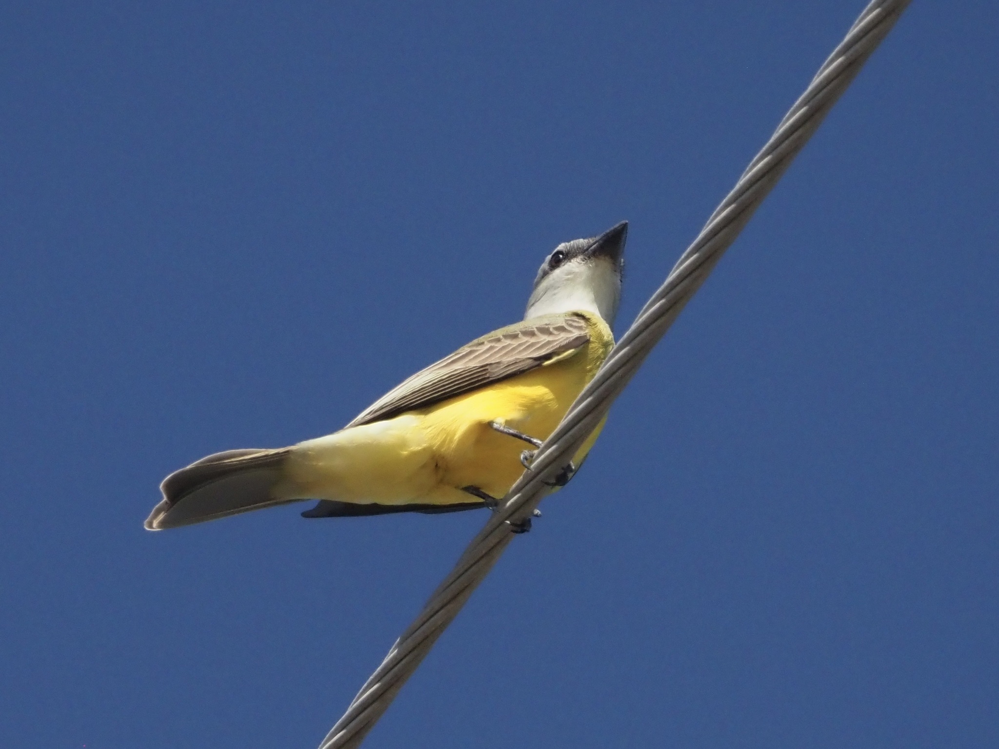 Tyrannus couchii S.F.Baird, 1858