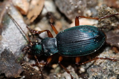 Chlaenius cumatilis