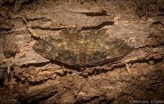 Scotocyma albinotata