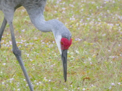 Antigone canadensis pratensis