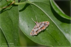 Paracymoriza vagalis
