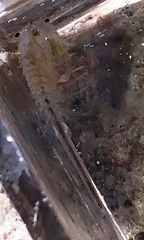 Branchinecta lindahli