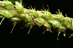 Pseudomyrmex ferrugineus