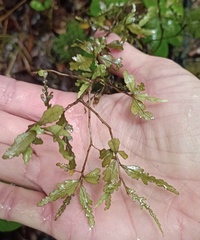 Elaeocarpus hookerianus