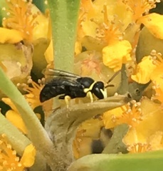 Hylaeus euxanthus