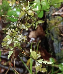 Elaeocarpus hookerianus
