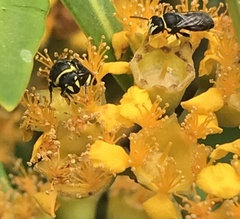 Hylaeus euxanthus