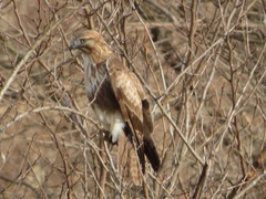 Buteo japonicus