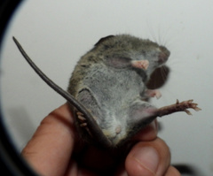 Hylaeamys megacephalus