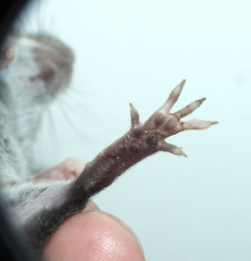 Hylaeamys megacephalus