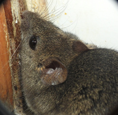Hylaeamys megacephalus