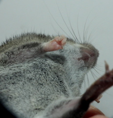 Hylaeamys megacephalus
