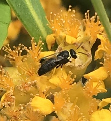 Hylaeus euxanthus